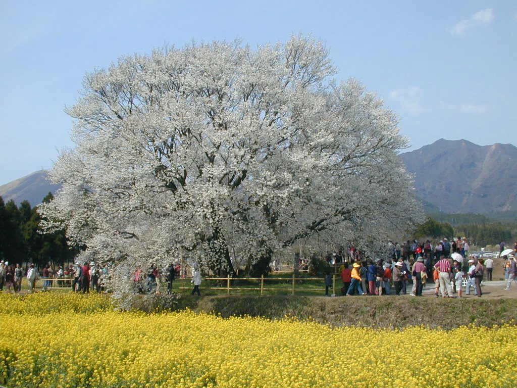 ��S�s�̑��