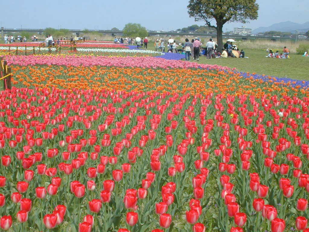 �����`���[���b�v�Ղ�