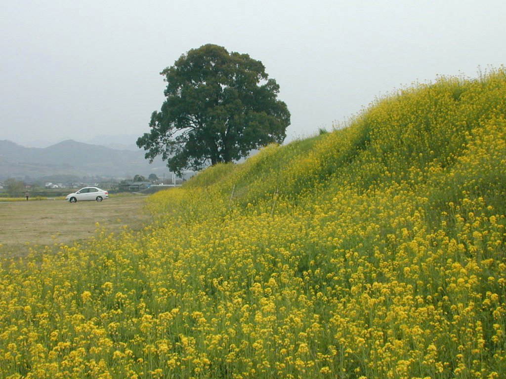 �}���̍؂̉�