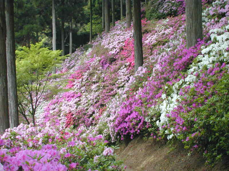 �勻�P���̂�